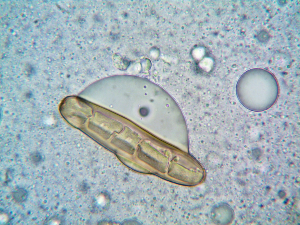 微生物限度认证